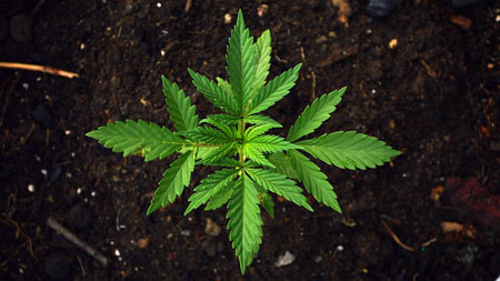 Growing and Production